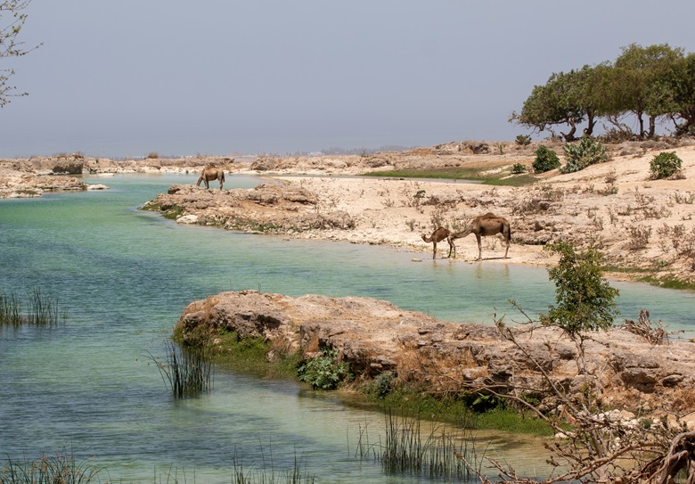 Camels at the beach in Salalah, Oman